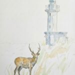 Draw Deer: Reference Photo, Sketch & Watercolor